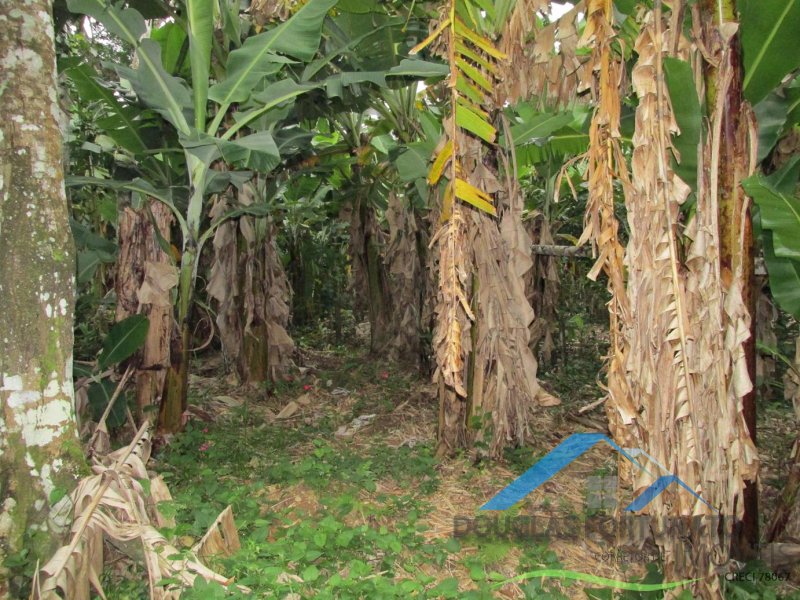 Rural em Peruíbe/Ana Dias